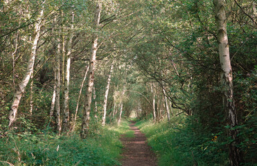 Beautiful ootpath through the woods, Canvey Island, Essex