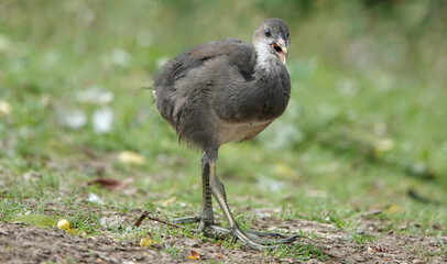 Sticker - Closeup shot of a Juvenile moorhe in a nature