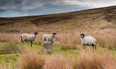 Wall Mural - Swaledale sheep on Northumberland moorland