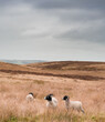 Swaledale sheep on Northumberland moorland