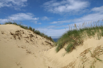 Grassy and sandy landscape at the beach near Rubjerg Knude, Denmark