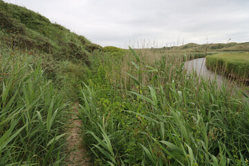 Grassy landscape at the beach near Rubjerg Knude, Denmark