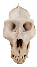 Gorilla Skull. Photo With Ape Bones.