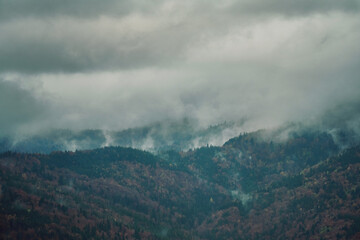 Wall Mural - Morning fog over fir mountain forest, misty landscape, darkness clouds. Carpathians, Ukraine