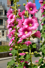 Closeup Pink Hollyhocks (Alcea Rosea) Flowers
