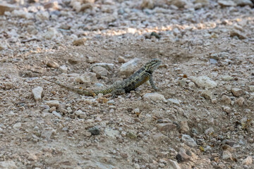 Sticker - Closeup shot of a lizard