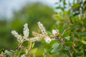 Sticker - Close up of Melaleuca quinquenervia flower on blur background.