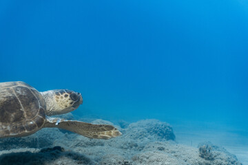 Wall Mural - Loggerhead Turtle in the water at Kefalonia Island (Greece)