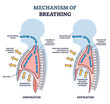 Mechanism of breathing as anatomical process explanation outline diagram. Labeled educational scheme with inspiration or expiration differences as respiratory inhale, exhale system vector illustration