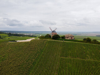 View on green pinot noir grand cru vineyards of famous champagne houses in Montagne de Reims near Verzenay, Champagne, France