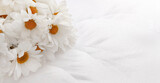 Fototapeta Kwiaty - Białe kwiaty stokrotki