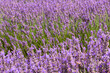 The lavender filed - landscape 