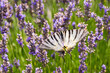 The colorful butterfly in the lavender field
