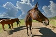 Pferde auf der Weide im süddeutschen Mittelgebirge, Odenwald, Hessen, Deutschland