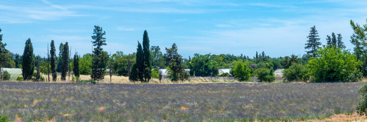 Greenhouses with blooming purple lavender field on the foreground, Vaucluse, Provence, France