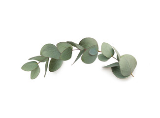 Green leaves eucalyptus isolated