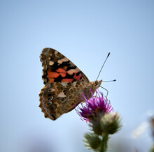 Selective Focus Shot Of A Painted Lady Butterfly On A Thistle Flower