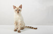 © ppicasso - a kitten of the Bengal breed of cats color sepia on a white background