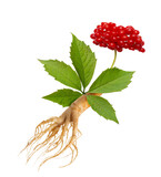 Fototapeta  - Ginseng plant isolated on white background. Medical wild ginseng root.