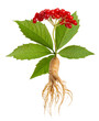 Ginseng plant isolated on white background. Medical wild ginseng root.