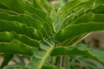 Detalhe de folha de guaimbe philodendron bipinnatifidum em dia de sol 