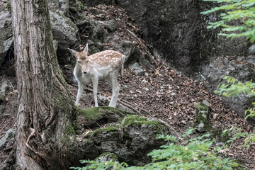 Wall Mural - Isolated doe in the woodland (Dama dama)