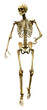 © photosvac - 3D Rendering Human Skeleton on White