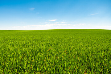 Wall Mural - green hill with dreamy clouds and blue sky in the background.