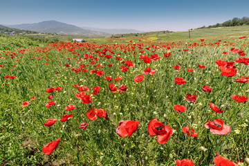 Wall Mural - Blooming poppies in a field with farm buidling at the background. Papaver flowers contain opiates and are often used for the production of narcotic drugs