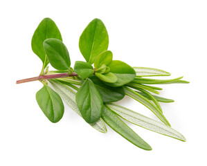 Wall Mural - Thyme and rosemary fresh herbs isolated on white background