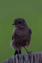 Blackbird On A Branch
