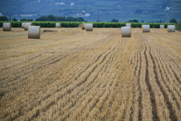 Canvas Print - Field with large hay bales