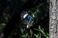 Acorn Woodpecker (Melanerpes Formicivorus) In Flight Storing Acorns For The Winter