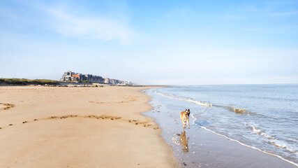 Canvas Print - Dog running along the  Cabourg beach