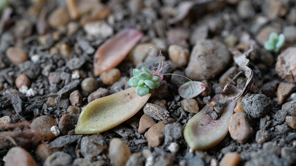 Poster - Small segment of a succulent plant resting on the ground taking root.