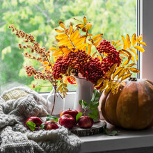 Autumn Still Life On The Window - A Bouquet Of Mountain Ash, Pumpkin, Apples And A Knitted Blanket. Cozy House Interior