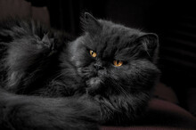Close-up Of A Black Persian Cat. Original Public Domain Image From Wikimedia Commons
