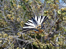 Scarce Swallowtail Butterfly (Iphiclides Podalirius), Also Known As Sail Swallowtail Or Pear-tree Swallowtail