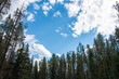 © InspireGalleries - blue sky pine trees opening with white clouds
