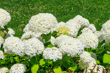 Canvas Print - Beautiful white blooming hydrangea in a garden