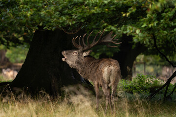 Poster - Red deer roar in the forest. Deer during rutting time. Autumn in the wildlife. European nature. 