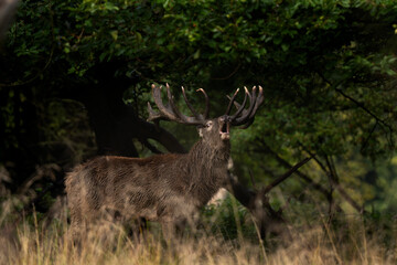 Poster - Red deer roar in the forest. Deer during rutting time. Autumn in the wildlife. European nature. 