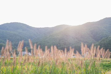 Canvas Print - チカラシバと田舎の風景