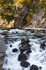 Poster - stream in the forest