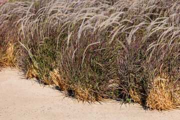 Wall Mural - Grass in the dunes in the evening light