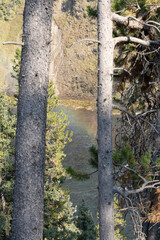 Wall Mural - river in the forest