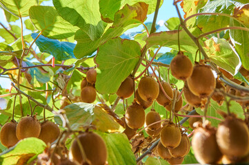 Closeup of a kiwi tree with kiwi fruits.