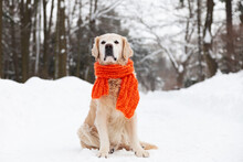 Adorable Golden Retriever Dog Wearing Red Scarf Sitting On Snow. Cold Weather, Winter In Park. Pets Care And Welfare Concept.