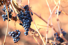 The Remaining Bunches Of Black Grapes After Harvesting. Vineyard In Autumn. Spoiled Black Grapes On A Branch.Agricultural Work.