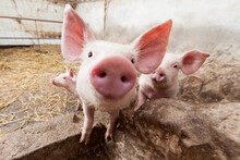 Pigs In A Farm